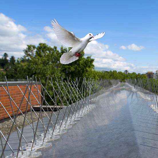 Bird deterrent spikes fitted along a building ledge